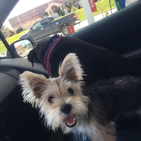 Meet your Posher, Juliette - Picture 7 of 8